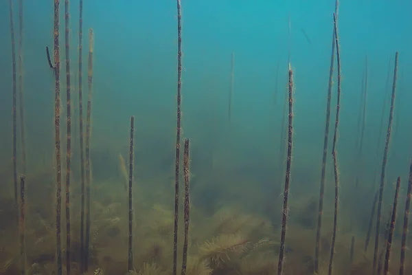 Екосистема Підводного Ставка Зеленими Водоростями Глибині — стокове фото