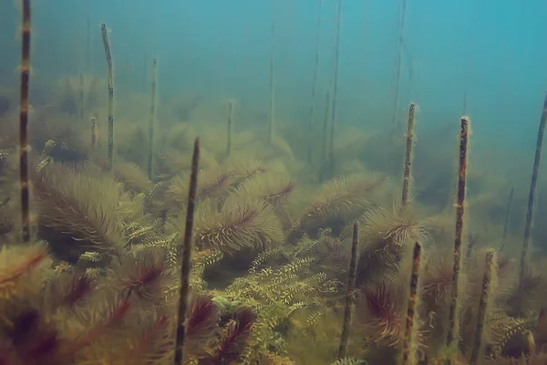 Vista Subacquea Sull Ecosistema Della Libbra Con Alghe — Foto Stock