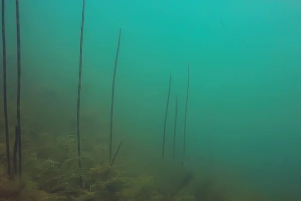 藻類とポンドの生態系に水中ビュー — ストック写真