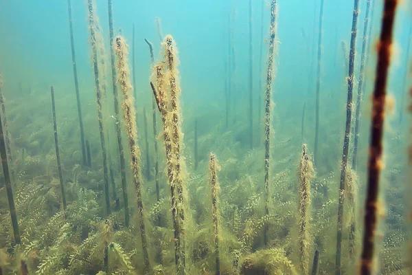 Unterwasserblick Auf Pfund Ökosystem Mit Algen — Stockfoto