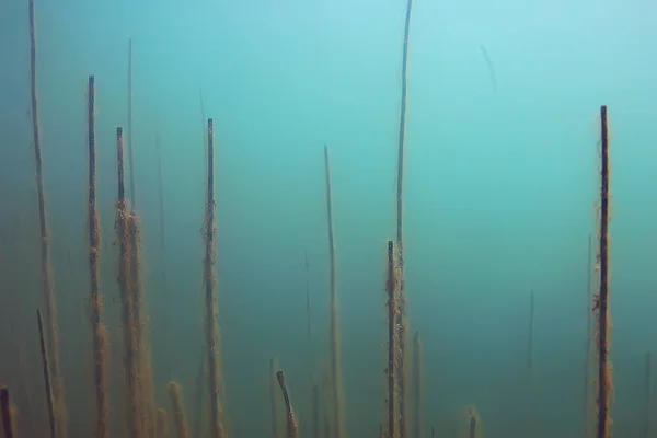 藻類とポンドの生態系に水中ビュー — ストック写真
