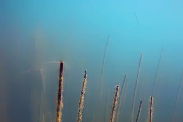 木の新鮮な水の水中ダイビング水中写真世界 生態系の水中風景が殺到 — ストック写真