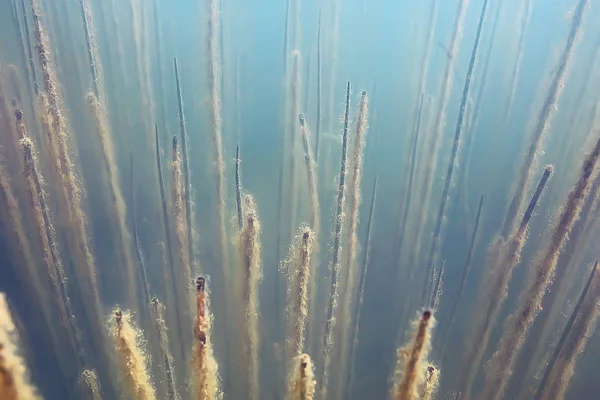 Onderwater Uitzicht Mangrovebos Vijver Ecosysteem — Stockfoto