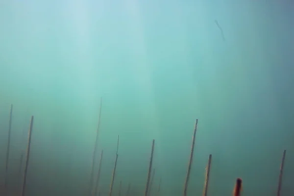 Vista Submarina Del Ecosistema Libras Con Algas —  Fotos de Stock