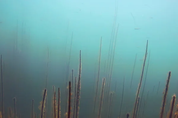 Υποβρύχια Προβολή Των Ψαριών Μαγκρόβια Δάση — Φωτογραφία Αρχείου