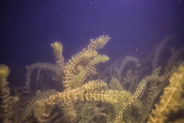 Подводный Ландшафт Прозрачное Озеро Пресноводная Экосистема Необычный Ландшафт Водой — стоковое фото