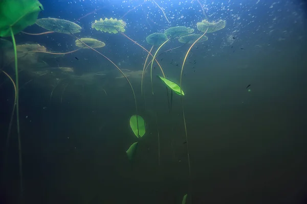 Kaulquappen Unter Wasser Foto Teich Ökosystem Unterwasserwelt Kaulquappen Der Natur — Stockfoto