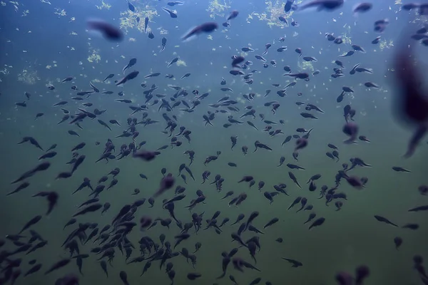 Podwodne Widoki Kijanki Ekosystemie Stawu — Zdjęcie stockowe