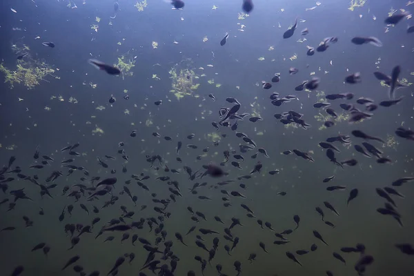 Vue Sous Marine Des Têtards Dans Écosystème Des Étangs — Photo