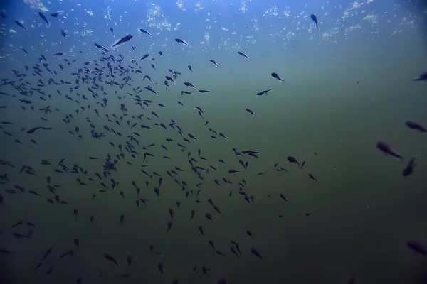 tadpoles underwater photo / pond ecosystem, underwater life, tadpoles in nature