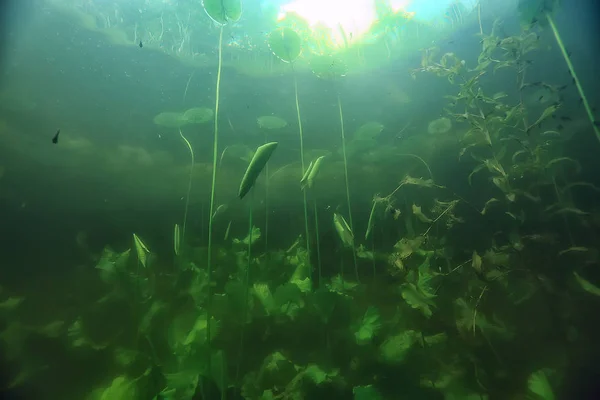 Bajo Agua Agua Dulce Paisaje Verde Paisaje Submarino Del Ecosistema — Foto de Stock