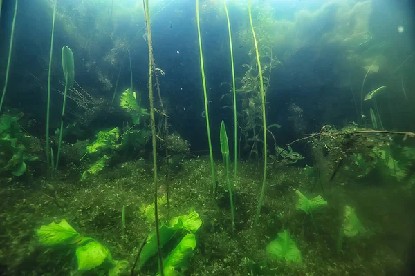 Onderwater Landschap Van Lake Ecosysteem Met Algen — Stockfoto