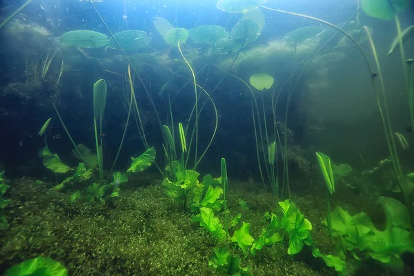 Unterwasserlandschaft Transparenter See Süßwasser Ökosystem Ungewöhnliche Landschaft Unter Wasser — Stockfoto
