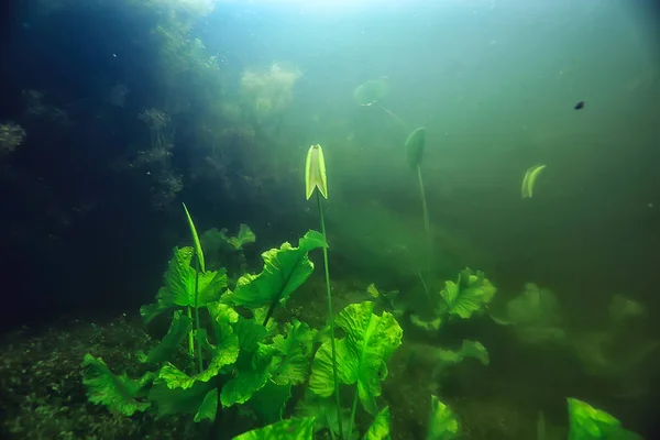 Paisaje Submarino Del Ecosistema Del Lago Con Algas — Foto de Stock