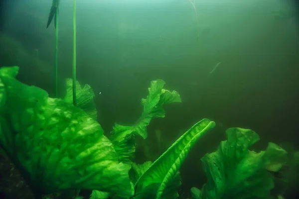 Paesaggio Subacqueo Dell Ecosistema Lacustre Con Alghe — Foto Stock