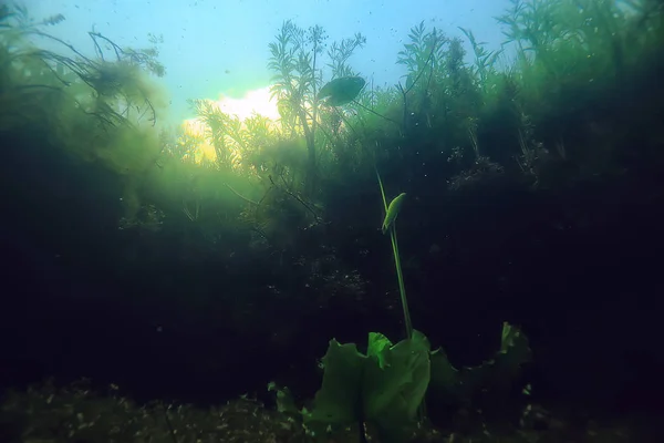 Unterwasserlandschaft Transparenter See Süßwasser Ökosystem Ungewöhnliche Landschaft Unter Wasser — Stockfoto