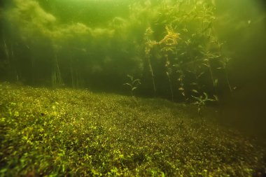 Göl ekosisteminin yosun ile sualtı manzara
