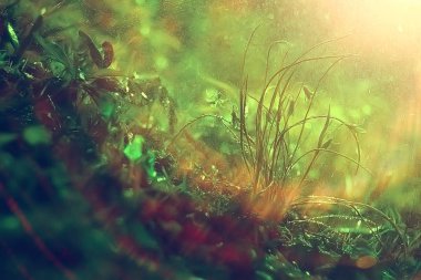 Doğa arka plan çiçekler sarı / güzel bahar doğa fotoğraf, renkli vintage çiçek tasarım