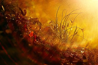 Doğa arka plan sarı bahar çiçekleri ile 