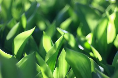 Bahar yeşil yaprakları yakın çekim