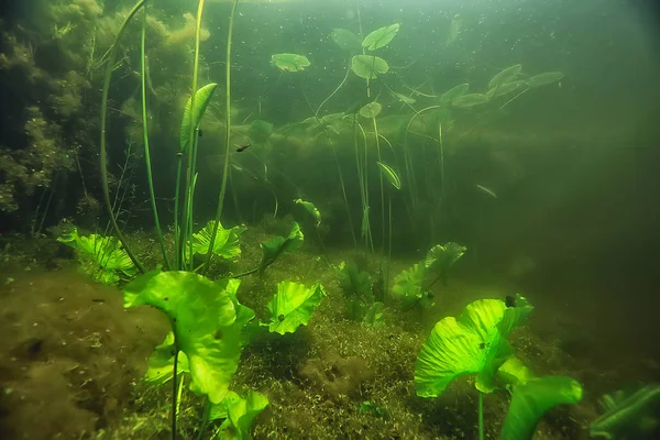 Підводний Ландшафт Екосистеми Озера Водоростями — стокове фото