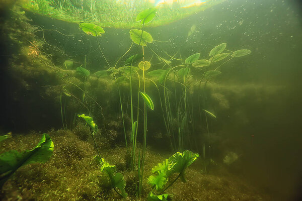 Underwater landscape of lake ecosystem with algae