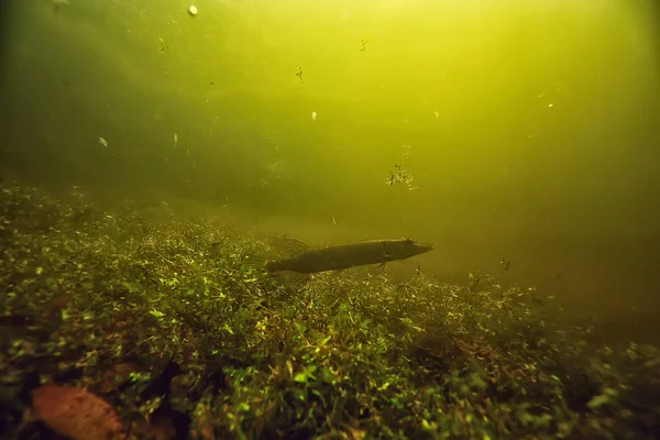 Víz Alatti Kilátás Nyílik Lake Csuka — Stock Fotó