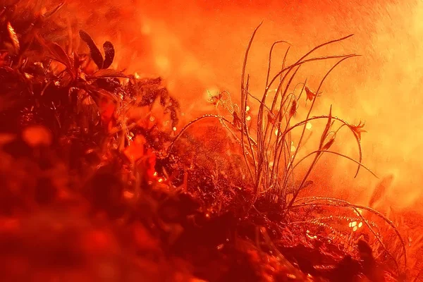 自然背景花イエロー 美しい春の自然写真 染めヴィンテージの花のデザイン — ストック写真