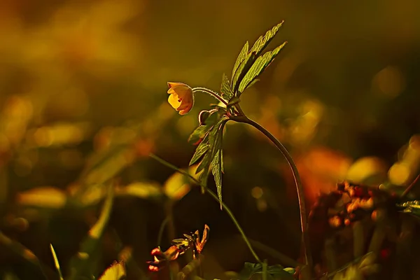 自然背景花黄色 美丽的春天自然照片 有色复古花卉设计 — 图库照片