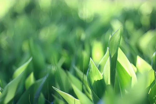 春の緑の葉のクローズ アップ — ストック写真