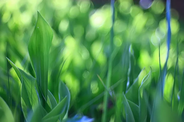 Primo Piano Delle Foglie Verdi Primaverili — Foto Stock