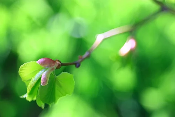 春の緑の背景 ぼやけて自然を抽象化 緑の美しい写真撮影 — ストック写真