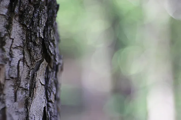 Textuur Van Schors Oude Boom Natuur Achtergrond — Stockfoto