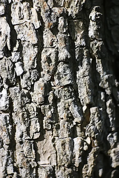 Primer Plano Textura Del Viejo Árbol Corteza —  Fotos de Stock