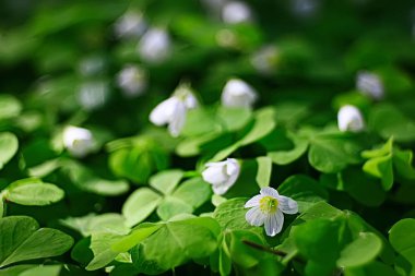 Bahar yeşil arka plan, soyut bulanık doğa güzel resimleri, yeşil sürgünler