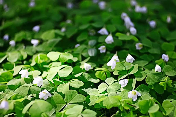 Frühlingsgrüner Hintergrund Abstrakte Verschwommene Natur Schöne Bilder Grüne Triebe — Stockfoto