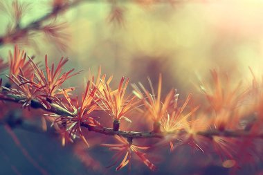 sonbahar yaprakları, sarı güneşli sonbahar arka plan görünümünü kapat