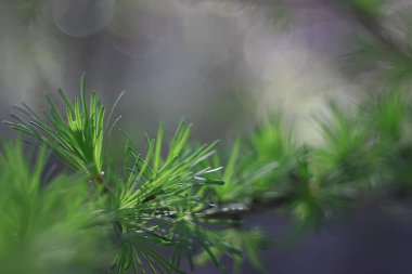 melez (bitki) genç iğnelerden bahar / yay arka plan taze dallar, tonlama vintage, sabah kirişler kamaşma