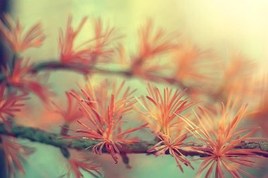 melez (bitki) genç iğnelerden bahar / yay arka plan taze dallar, tonlama vintage, sabah kirişler kamaşma