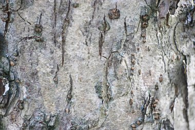 Eski kabuğu ağaç doku kadar kapatın