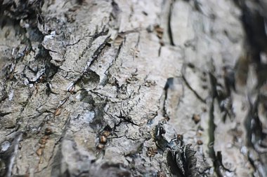 Eski kabuğu ağaç doku kadar kapatın