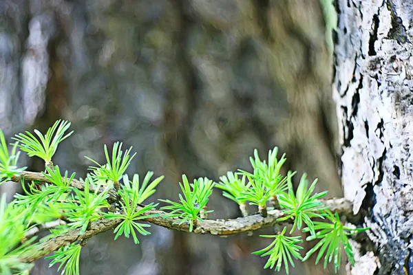 カラマツの若い針を春 春の背景新鮮な小枝は 調色ヴィンテージ 朝梁グレア — ストック写真