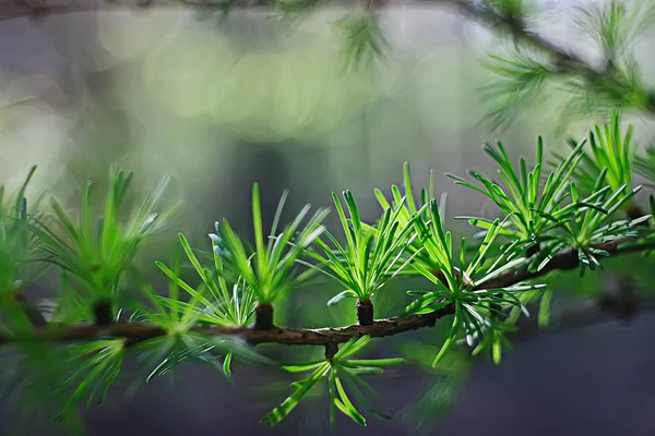 Lente Groene Achtergrond Abstract Wazig Natuur Mooie Foto Groene Scheuten — Stockfoto