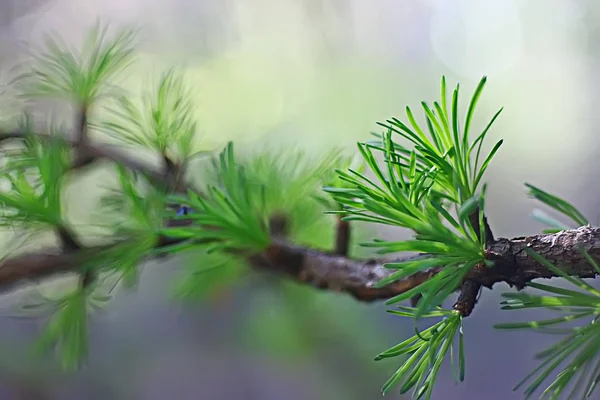 カラマツの若い針を春 春の背景新鮮な小枝は 調色ヴィンテージ 朝梁グレア — ストック写真