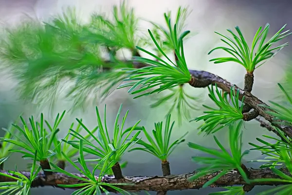 Lente Groene Achtergrond Abstract Wazig Natuur Mooie Foto Groene Scheuten — Stockfoto