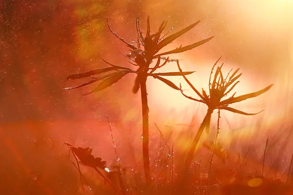 Natur Bakgrund Med Gula Vårblommor — Stockfoto