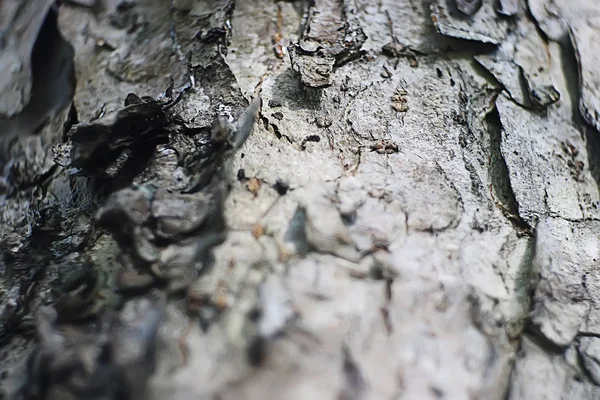 Primo Piano Della Vecchia Struttura Dell Albero Corteccia — Foto Stock