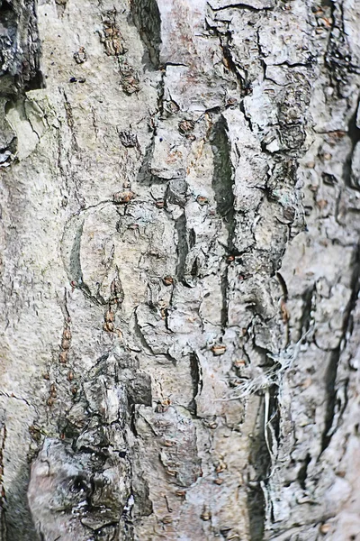 Primo Piano Della Vecchia Struttura Dell Albero Corteccia — Foto Stock