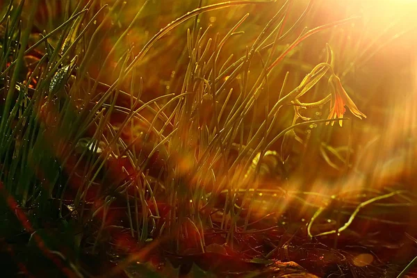 Цветы Природы Желтый Красивый Весенний Фото Природы Тонированные Винтажные Цветы — стоковое фото
