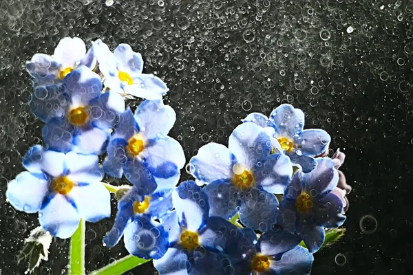 自然の花の夏の背景 フィールドの花の美しい絵デザインの背景 — ストック写真